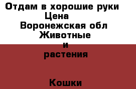 Отдам в хорошие руки.  › Цена ­ 10 - Воронежская обл. Животные и растения » Кошки   . Воронежская обл.